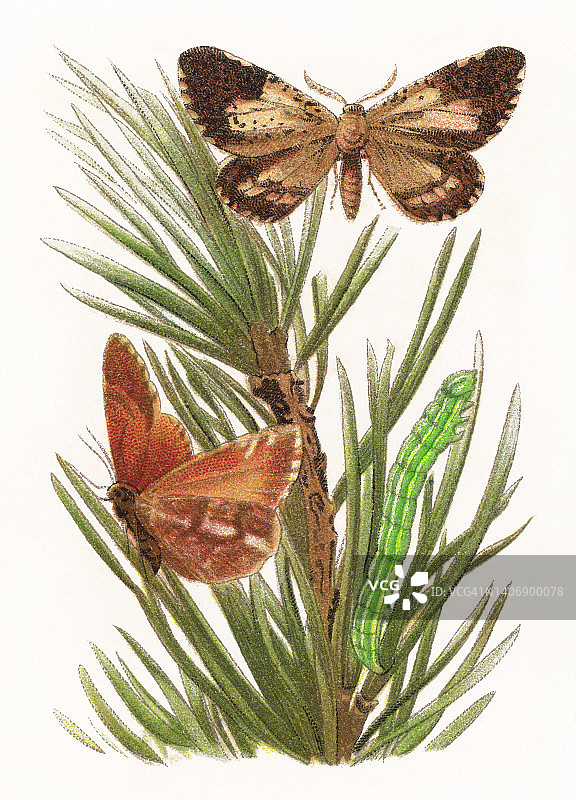 昆虫学老式彩色石印：松树尺蛾图片素材