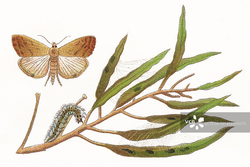 昆虫学古老彩色石印：Evergestis extimalis (Botys margaritalis)图片素材