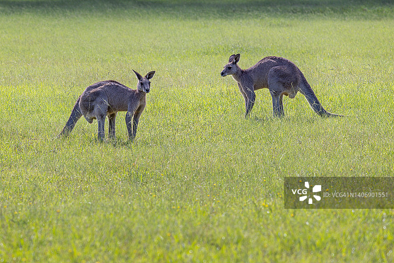 两只东部灰袋鼠图片素材