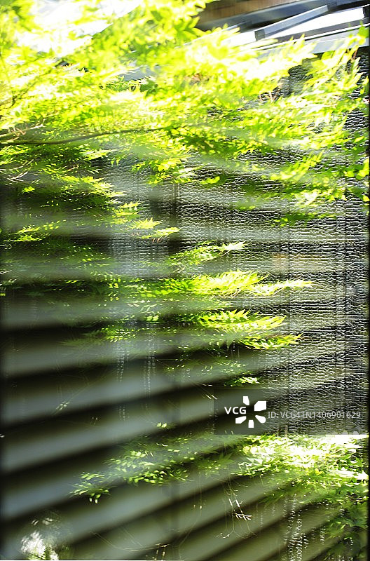 反射在玻璃窗上的新鲜绿叶图片素材