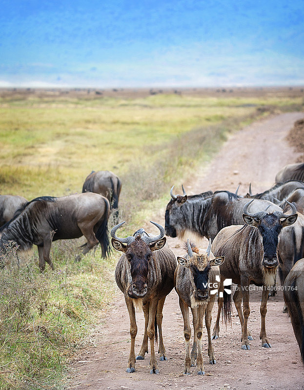 坦桑尼亚恩戈罗恩戈罗火山口的角马图片素材