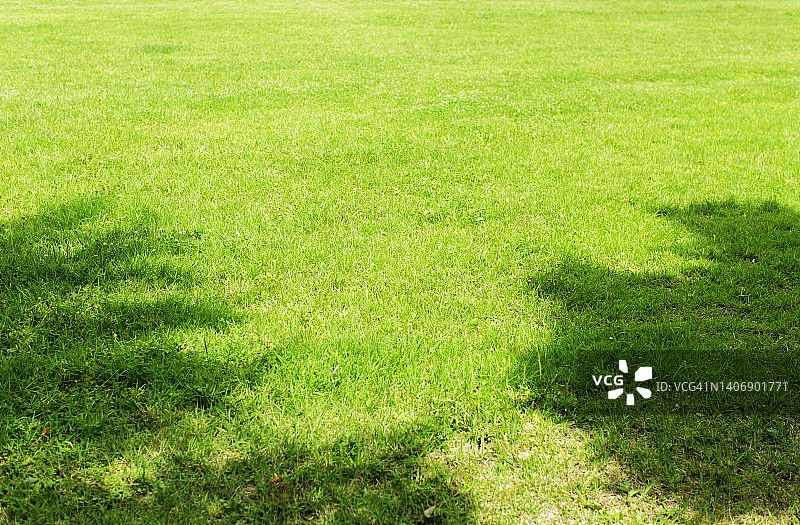 绿色草坪图片素材
