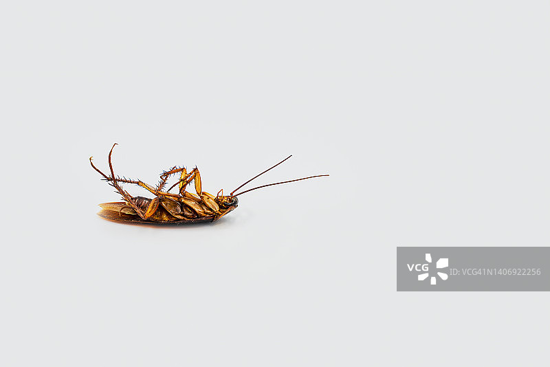 白色背景上的死蟑螂特写图片素材