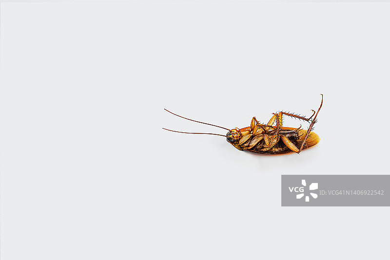 白色背景上的死蟑螂特写图片素材