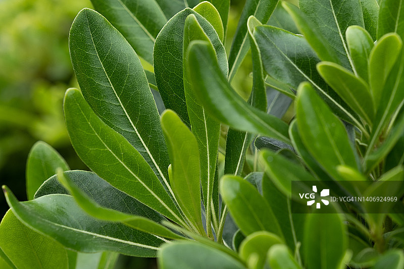 阳光明媚的春夏植物绿叶背景图片素材