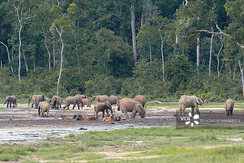 赞加拜的森林象群图片素材
