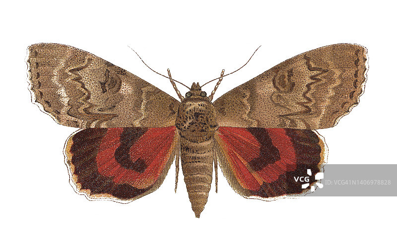 昆虫学复古彩色石印：红下翅蛾图片素材