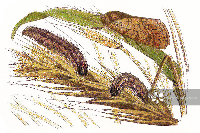 昆虫学古老彩色石印：麦蛾图片素材