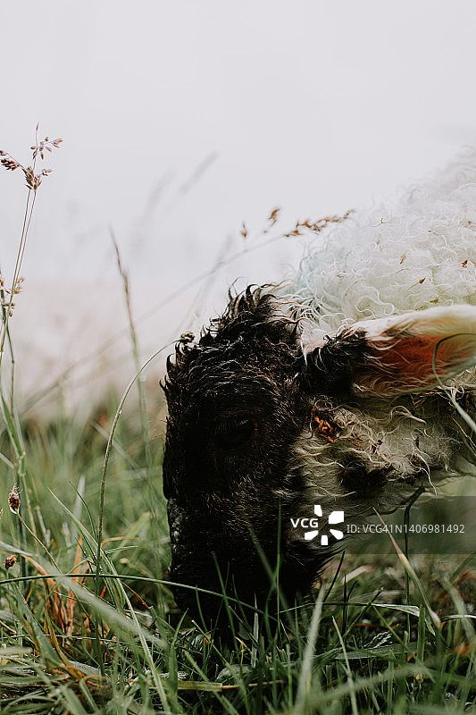 田野里吃草的羔羊特写图片素材