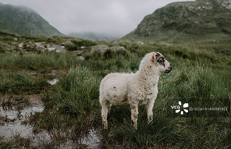 独自站在广阔的爱尔兰风景中，不看镜头的羔羊图片素材