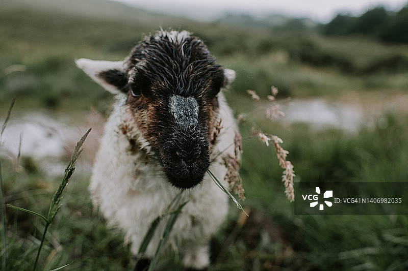 广阔的爱尔兰风景中孤独的羔羊特写图片素材