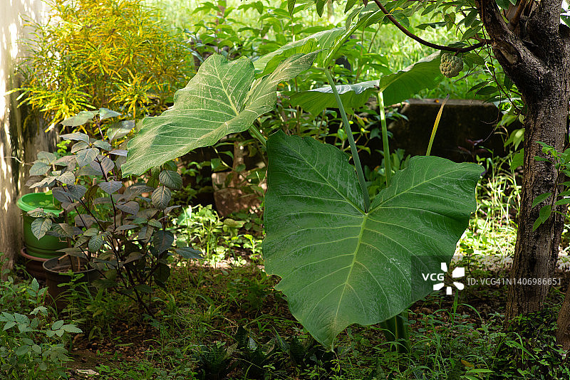 芋叶/非常规食用植物图片素材