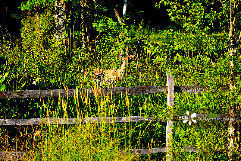 白尾鹿图片素材