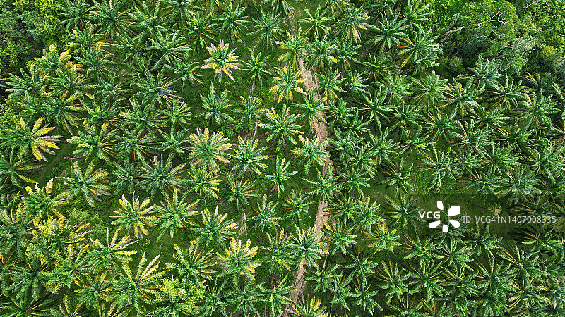 棕榈油庄园无人机航拍视角图片素材