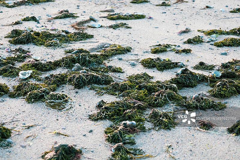 浒苔绿藻海滩搁浅图片素材