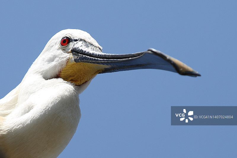 勺嘴鹬头部图片素材
