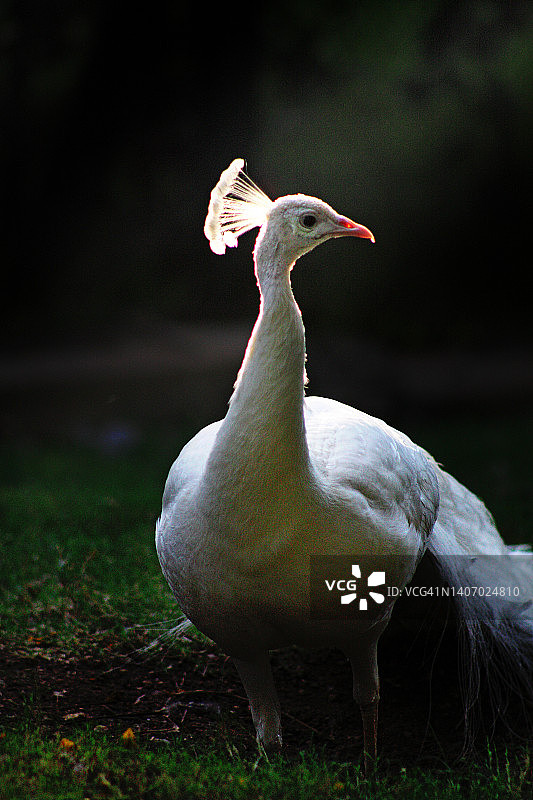 逆光下的白色孔雀图片素材