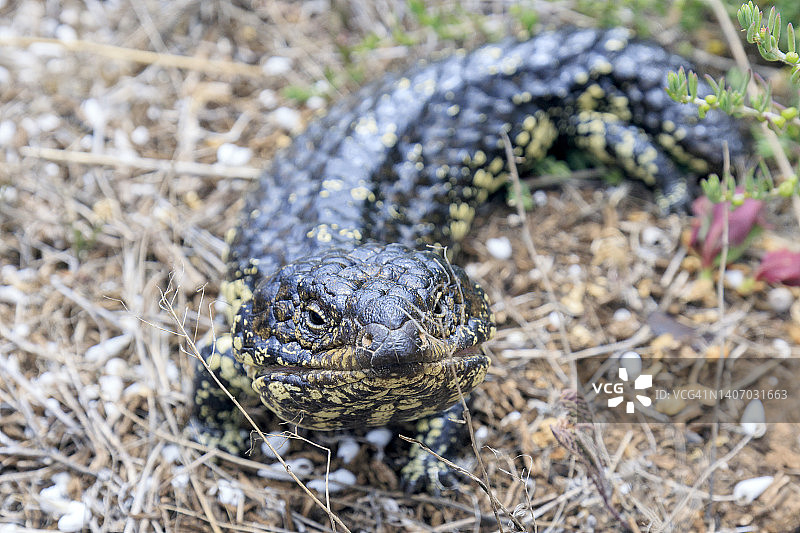澳洲短尾蜥图片素材