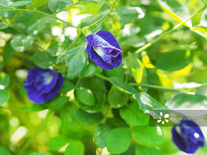 绿色模糊自然背景中柔焦的蓝色蝶豆花，亚洲热带地区生长的花园中开花的藤蔓，单朵蓝色蝶豆图片素材