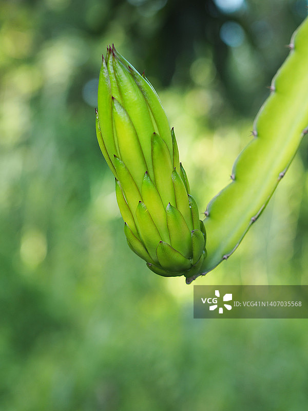 不锈钢碗里的白肉火龙果图片素材