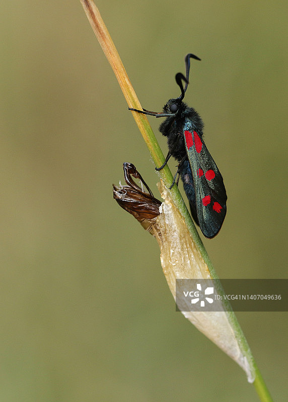 六点灯蛾停留在草叶上图片素材