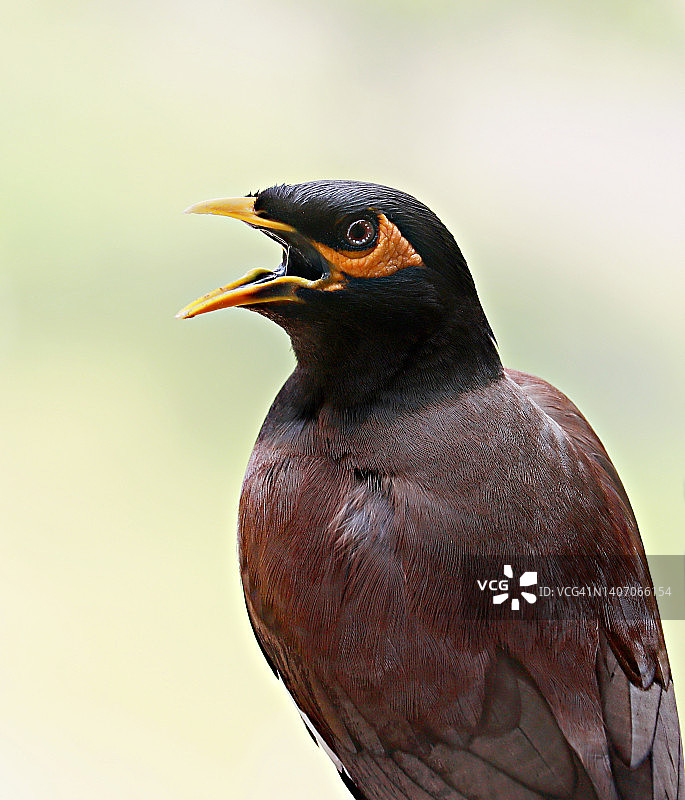 张开喙的普通八哥/印度八哥/Acridotheres tristis/艾哈迈达巴德/古吉拉特邦图片素材