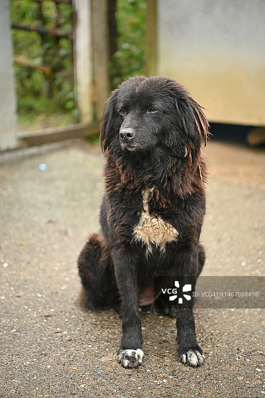 黑色流浪狗图片素材