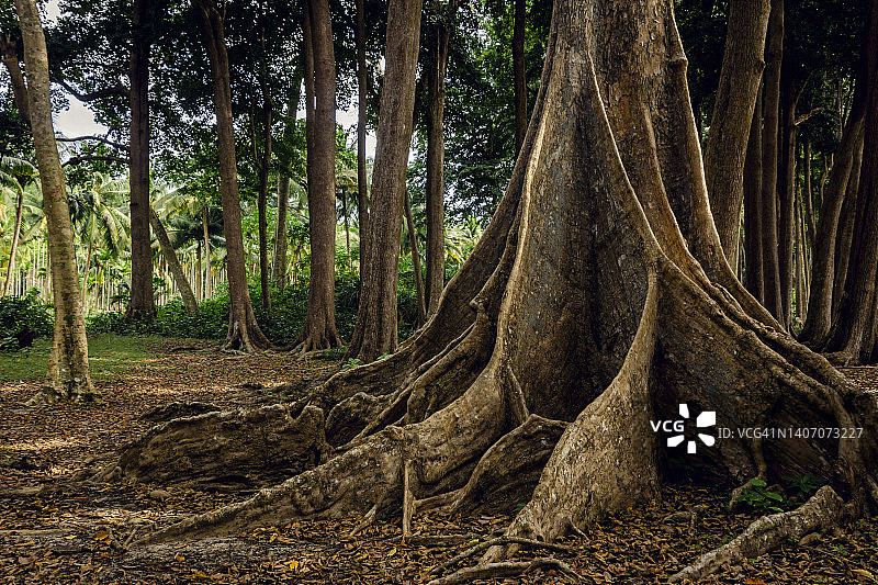 位于安达曼和尼科巴群岛哈夫洛克岛海滩边的马华森林图片素材