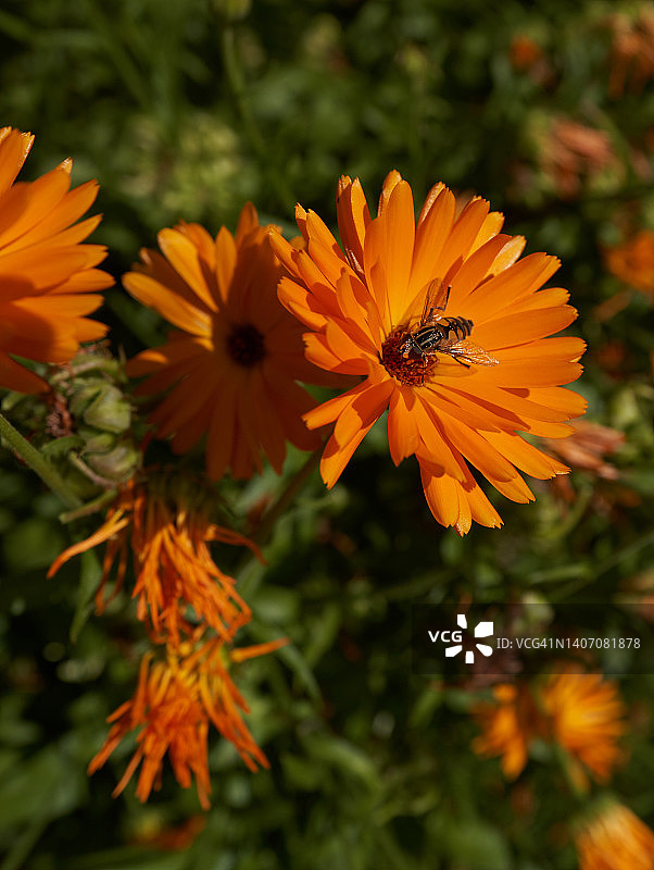 金盏花图片素材
