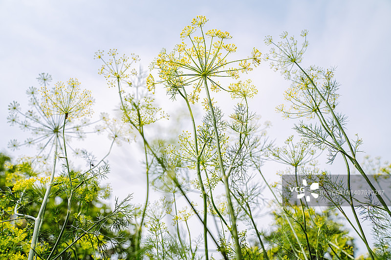 蓝色天空下的黄色和绿色盛开的莳萝花序田地低角度景观图片素材