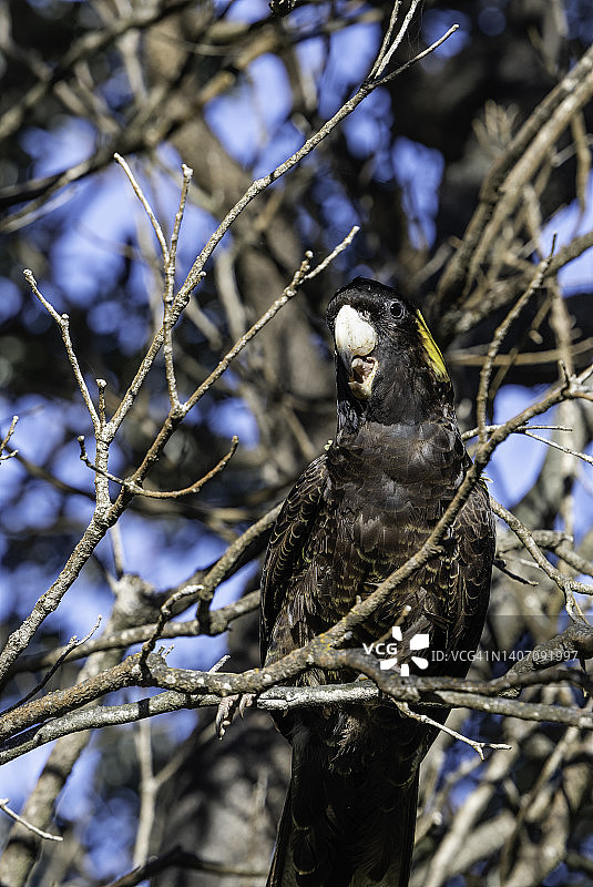 看着镜头的黑色凤头鹦鹉图片素材