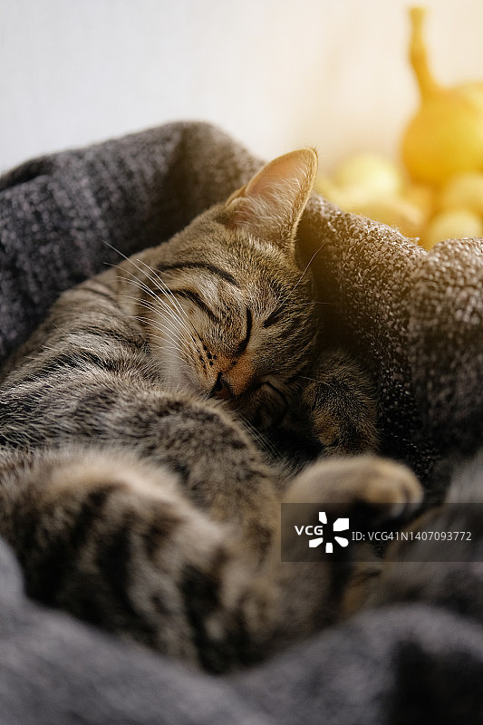 睡觉的条纹蓬松灰色小猫。猫蜷缩在毯子上或宠物床上，在炎热的一天休息，放松。最喜欢的宠物，它们的收养。关爱动物的概念。图片素材