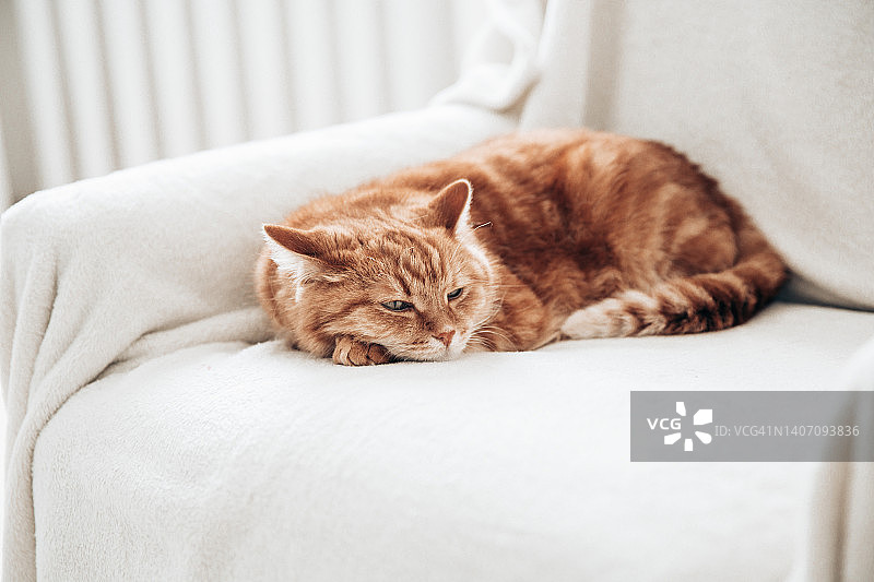 小姜猫在家里的椅子上睡觉。图片素材
