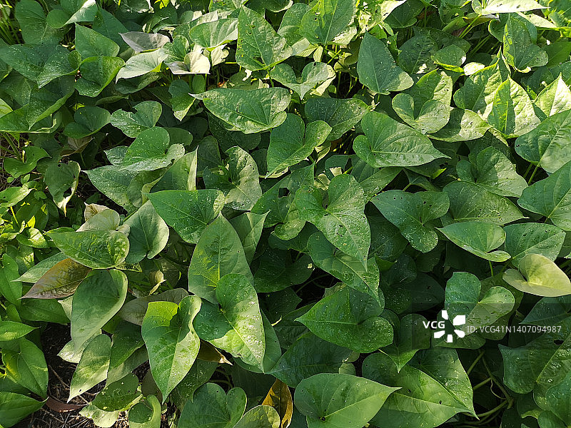 花园里的紫色甘薯绿叶图片素材