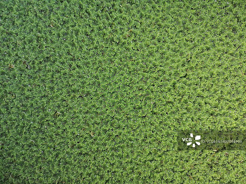 浮萍，漂浮在水面上的绿色小植物图片素材