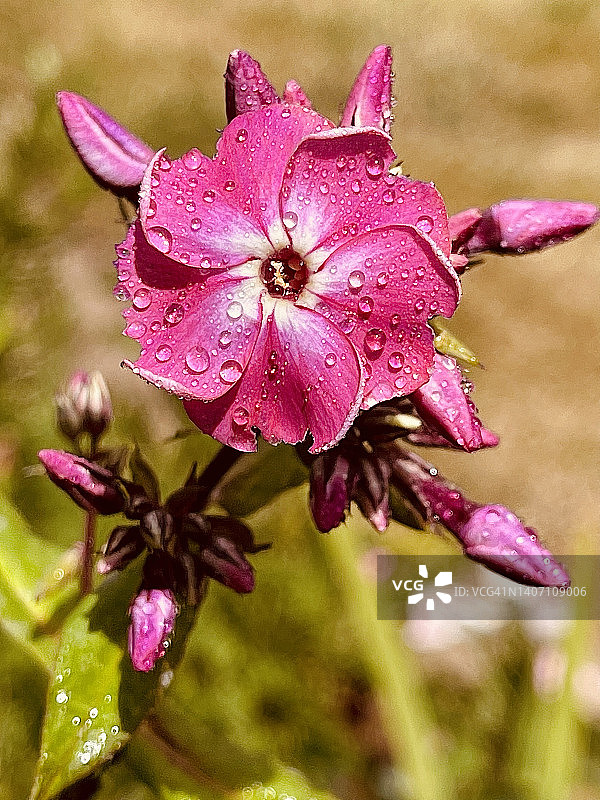 花园夹竹桃(夹竹桃)，粉红色的花和花蕾在近距离。图片素材