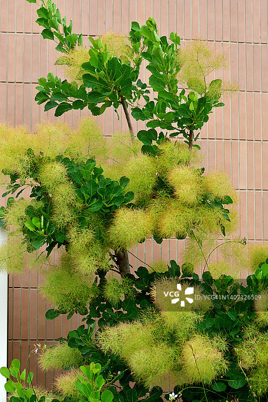 黄栌花图片素材