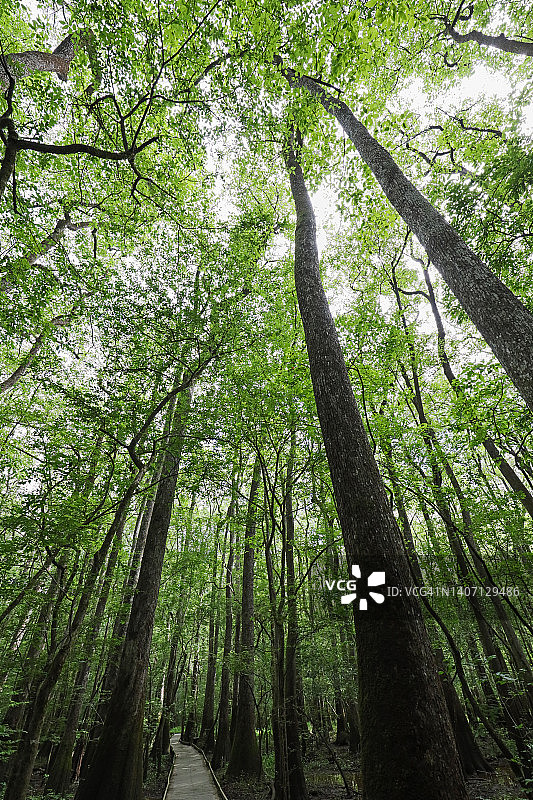 壮丽的林地图片素材