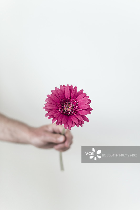 粉色非洲菊雏菊图片素材