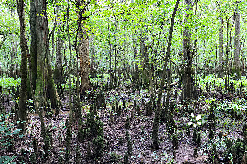 柏树膝根地图片素材