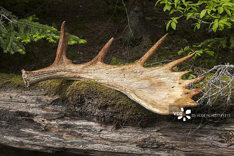 在河边的岩石上发现的驼鹿角图片素材