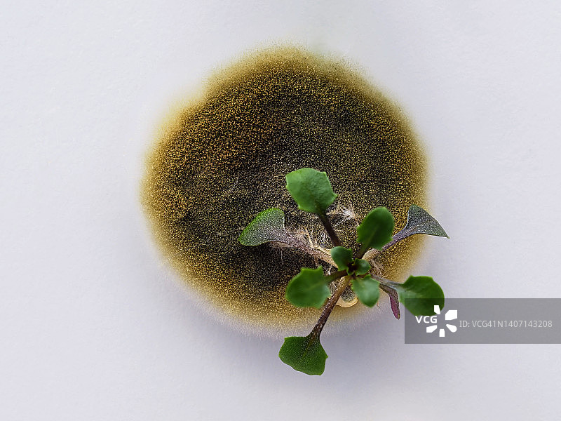 在含有抗生素的MS凝胶培养皿中萌发的种子。拟南芥突变幼苗。图片素材