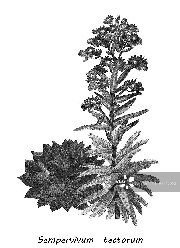 老式彩色石印插图：仙人掌-普通长生草图片素材