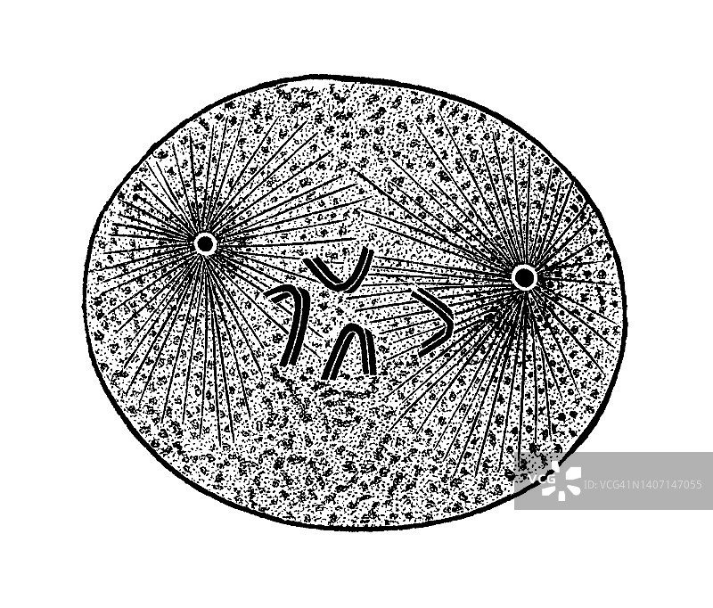 受孕后卵子最初变化的老式雕刻插图图片素材