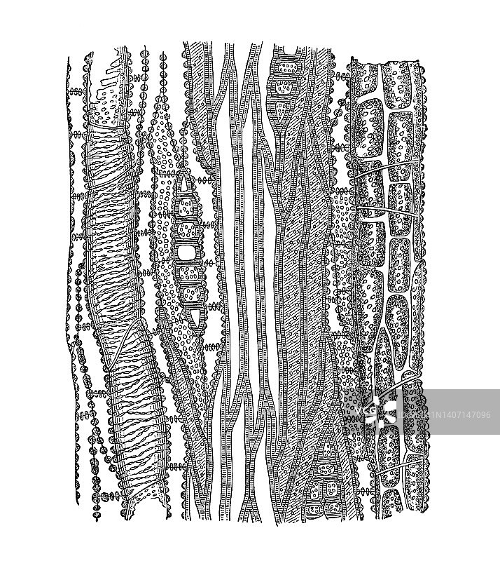 香椿树纵剖面的老式雕刻插图图片素材