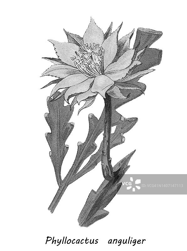 仙人掌老式彩色石印插图：鱼骨、月亮、夜之女王、锯齿仙人掌图片素材