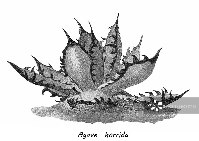 古老的彩色石印仙人掌插图：帝王龙舌兰图片素材