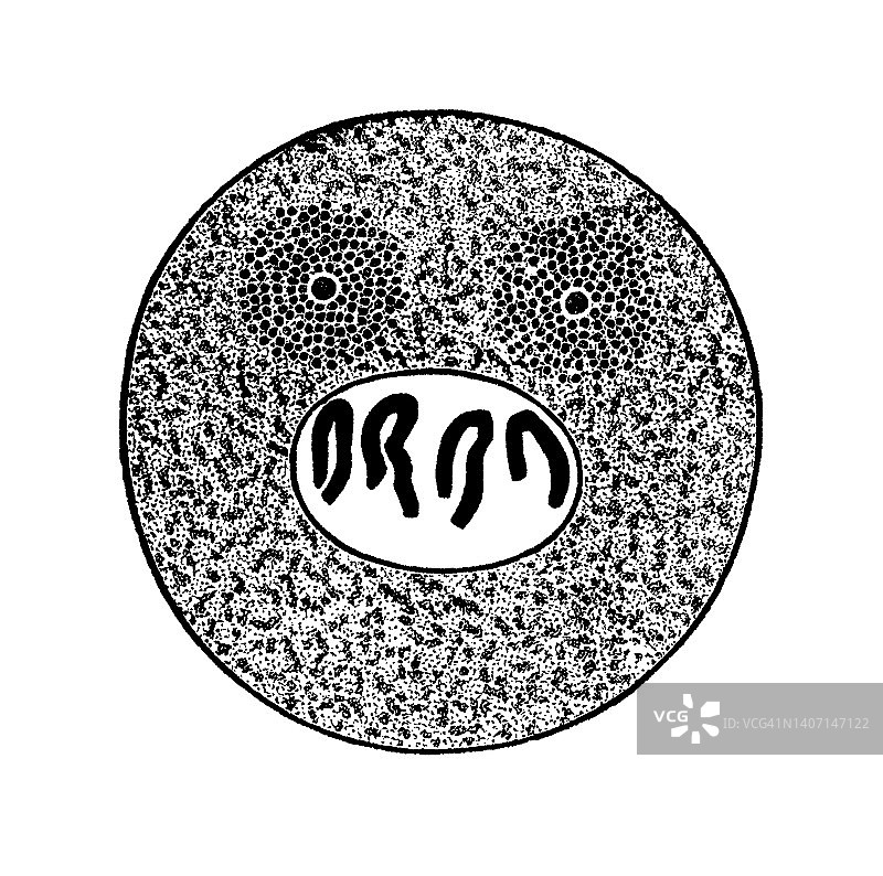 受孕后卵子最初变化的老式雕刻插图图片素材