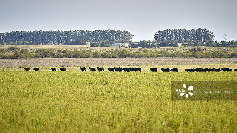 美国杂交肉用牛品种：布兰格斯牛图片素材