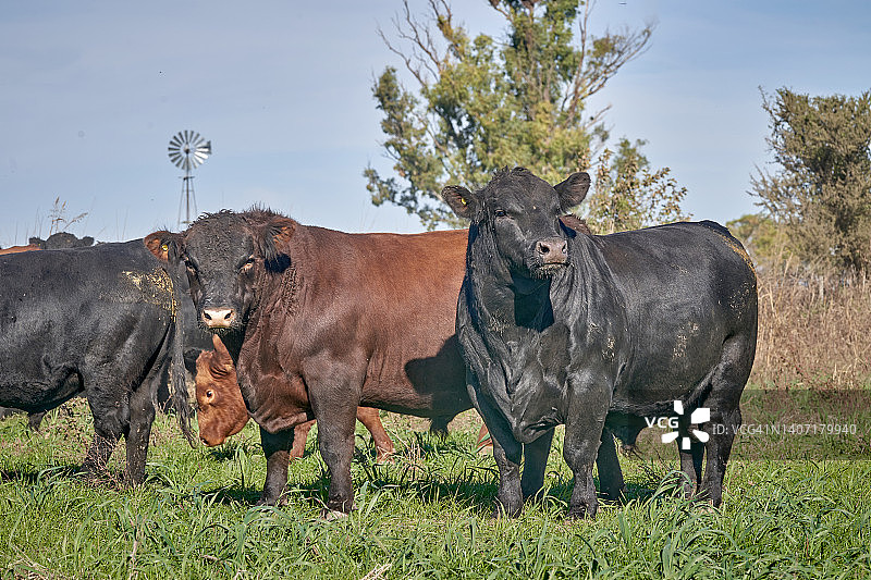 阿根廷牧场上的布兰格斯牛图片素材